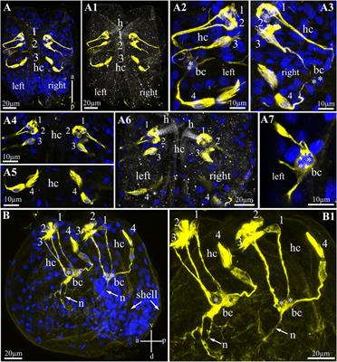 First Immunodetection of Sensory and Nervous Systems of Parasitic Larvae (Glochidia) of Freshwater Bivalve Nodularia douglasiae